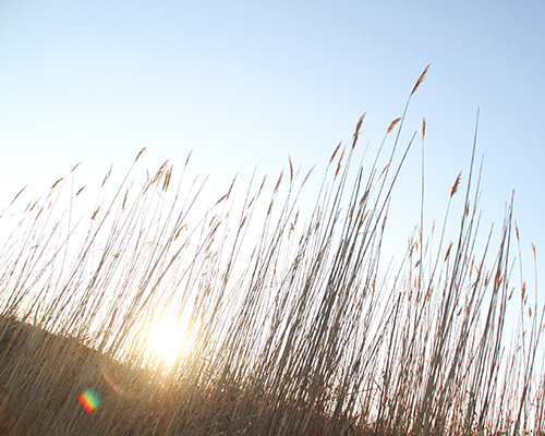 Reedmax Markus Brunner mit Schilf